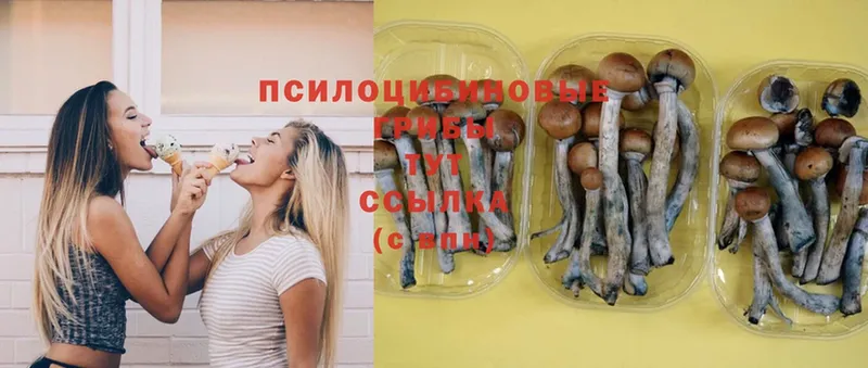 Псилоцибиновые грибы Psilocybe  Лагань 